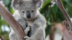 Wydruki, z których zwierzę są nie do odróżnienia od człowieka?